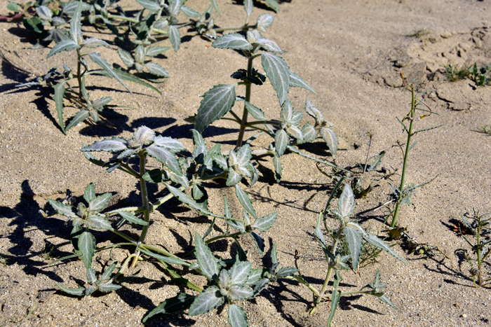 Desert Twinbugs is a tap rooted annual forb that may form thickets of individual plants. Note that the lower leaves are longer, pointed, and lanceolate. The upper leaves are smaller and more rounded or ovate. Dicoria canescens